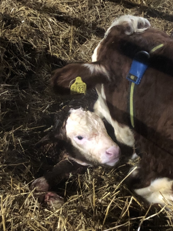 Årets första kalv!
