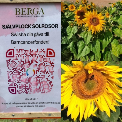 Självplock av solrosor