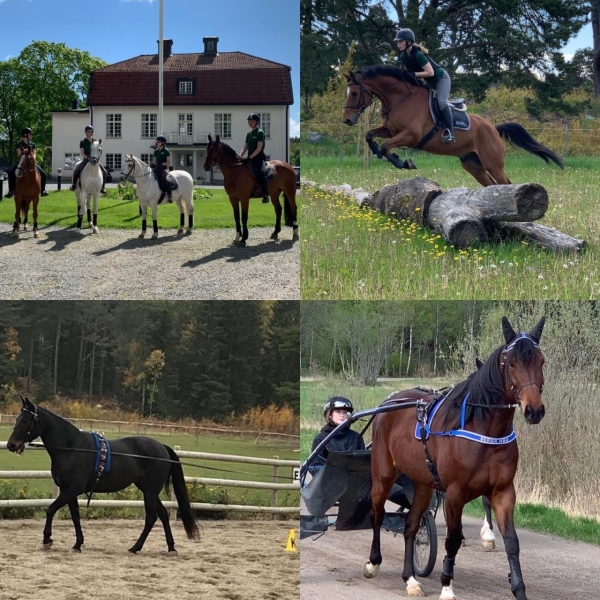 Rid- och travläger sommaren 2023