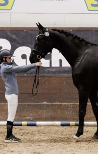 Dressyr på Strömsholm