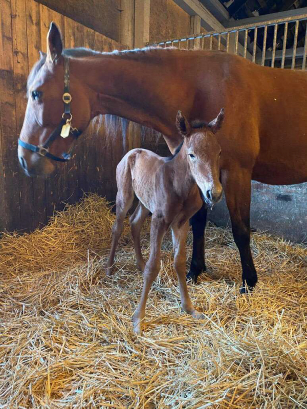 Berga har fått ett nytt föl
