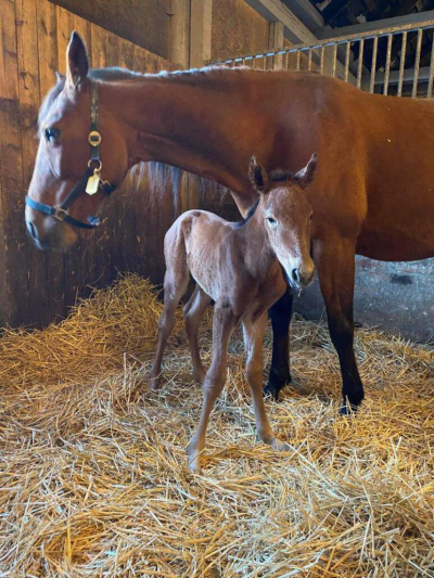 Berga har fått ett nytt föl