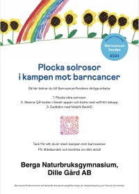 Plocka solrosor i kamp mot barncancer